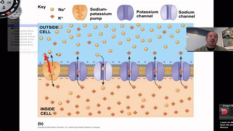Image result for Neuron Resting Membrane Potential