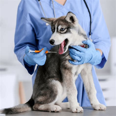 What is the Best Pet Microchip Registry? | Ponderosa Vet Clinic