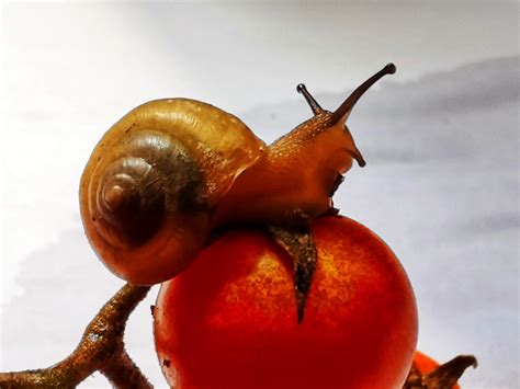 蜗牛的资料和特点分别是什么 蜗牛什么特点是什么 - 天奇生活