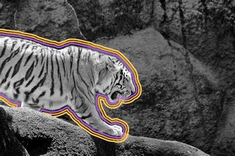 7 Interesting Facts About Animal Patterns - Interesting Facts