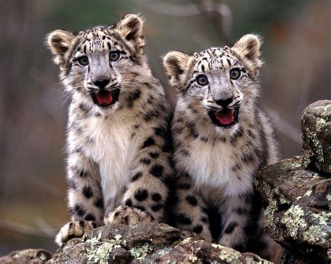 Baby Snow Leopards Wallpaper