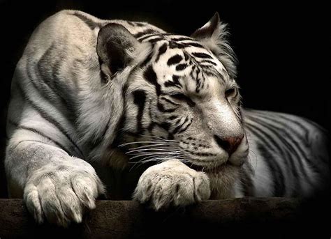 White Siberian Tiger Wallpapers - Wallpaper Cave