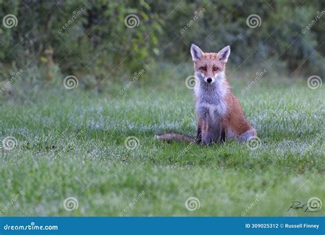 Red Fox Scientific Name: Vulpes Vulpes Stock Photo - Image of family ...