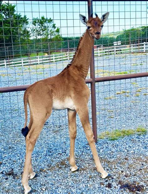 Giraffe Without Spots Born In Tennessee