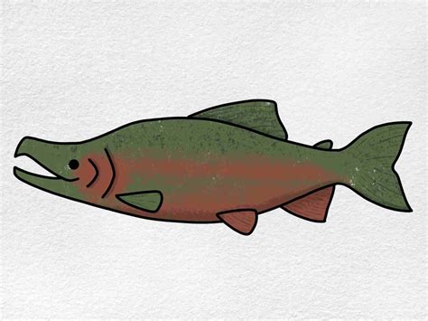 Salmon Drawing - Morris Exclether