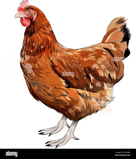 Brown hen, chicken from a splash of watercolor, colored drawing ...
