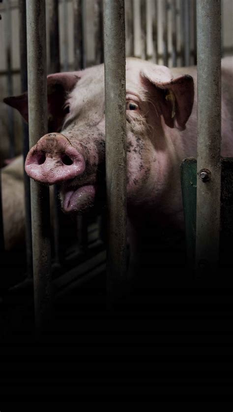Factory Farming 的图像结果