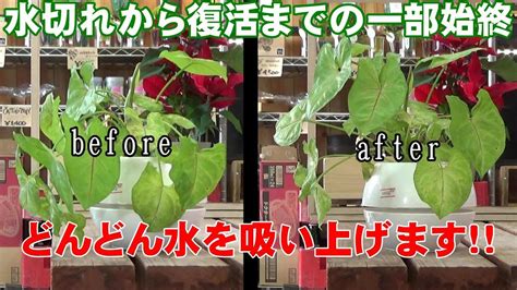 Image result for Base Recursion