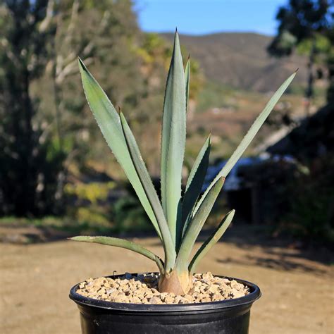 Shop Blue agave 'Tequila Plant' Agave Tequilana - Care and Info ...
