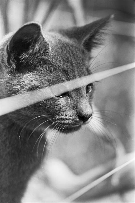 Penyebab Umum Kucing Mengalami Masalah Cirit Birit