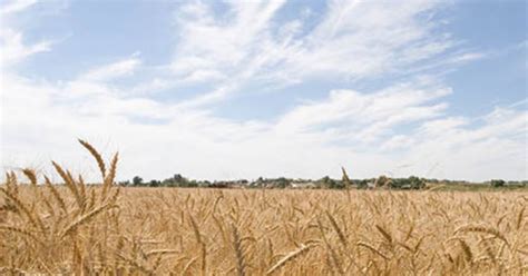 Russia Bans Wheat Exports Amid Drought, Heat Wave