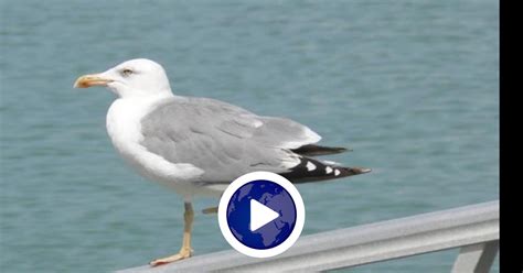 Image result for Backing Track Strangers