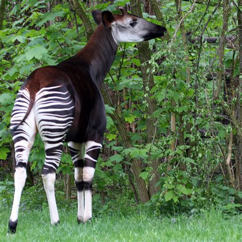 16 Extremely Rare Animals, and the US Zoos Where You Can See Them | Rare animals, Endangered ...