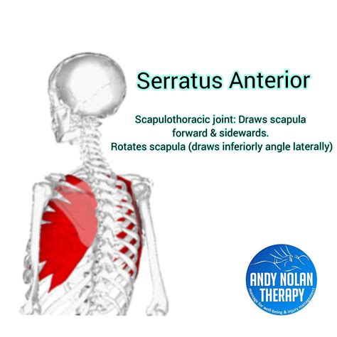 Posterior Serratus Muscles
