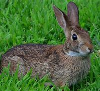 Image result for Nature Cat Rabbit