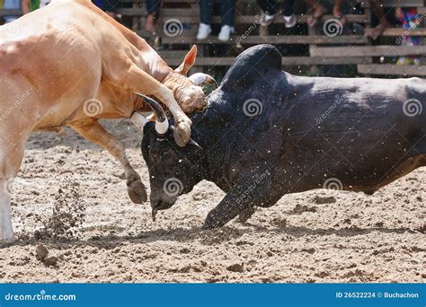 Bull fight stock photo. Image of horned, bovine, confronting - 26522224