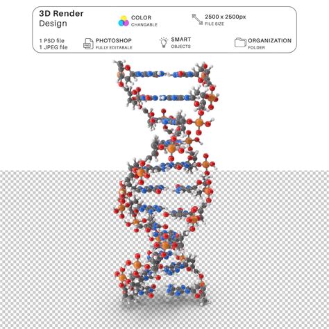 Premium PSD | B Form DNA Structure 3D Modeling PSD File