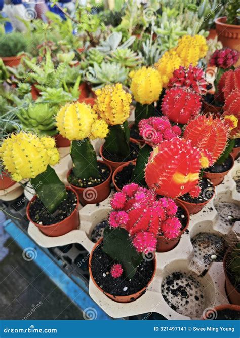 Colorful Small Moon Cactus Plant in Pots. Stock Image - Image of ...