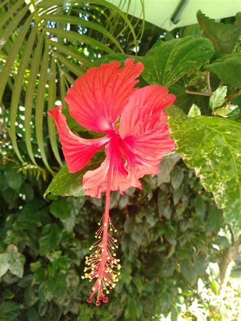 LAMBANA RESORT (Goa/Calangute) - Hotel Reviews, Photos, Rate Comparison ...