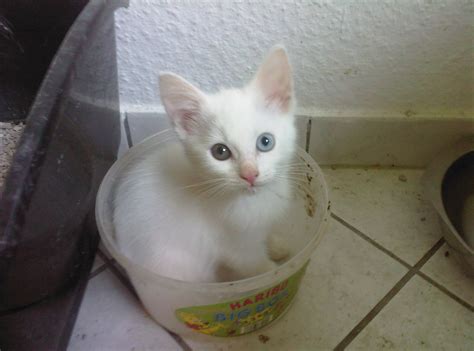 Weiße Babykatze mit verschiedenen Augen noch abzugeben ab den 10 in ...