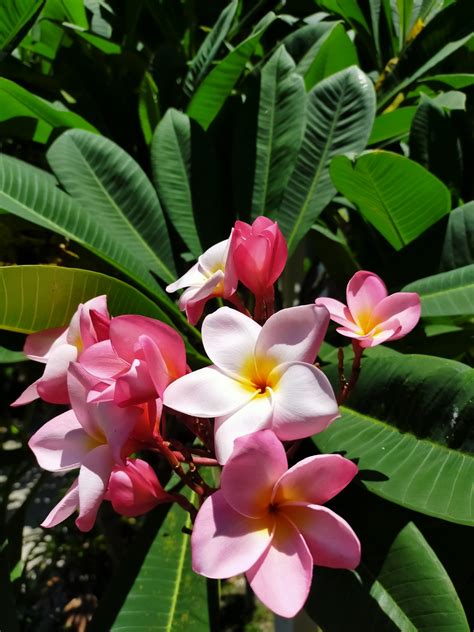 Plumeria rubra – Sub Unidad Ambiental