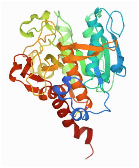 Novel Aspects of the SubA Subunit of the Subtilase Cytotoxin