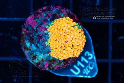 Über 2.000 SPS & LPS Korallen [kaufen & informieren] bei Whitecorals