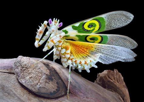 Spiny Flower Mantis Facts, Description, and Pictures