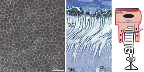 Image result for RPE Hexagonal Structure