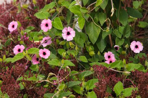 How to Grow and Care for Black-Eyed Susan Vine