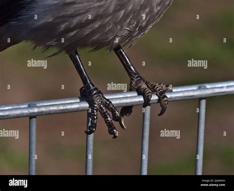 Crow Talons