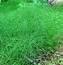 Image result for Itchy Horsetails