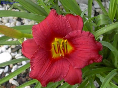 PlantFiles Pictures: Daylily 'Pardon Me' (Hemerocallis) by yvana
