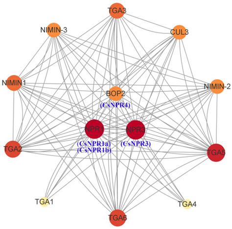Identification and Functional Characterization of the Nonexpressor of ...
