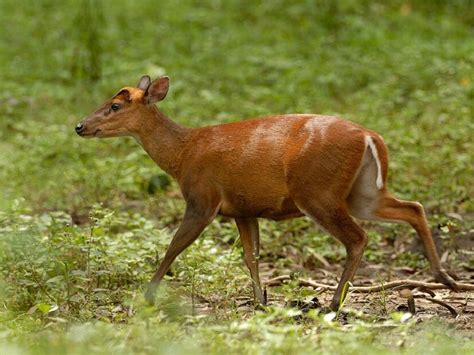 Muntjac Deer: ఈ జింకలు ఎంతో స్పెషల్.. కుక్కలా మొరుగుతాయి! - General ...