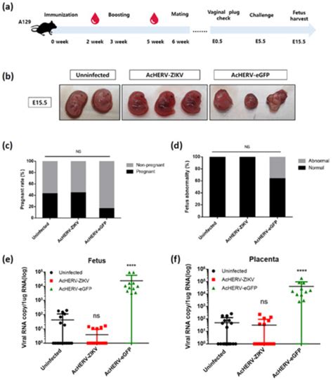 The Safe Baculovirus-Based PrM/E DNA Vaccine Protected Fetuses against ...