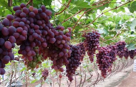 大學同學回鄉創業，種植葡萄年入20萬 - 每日頭條