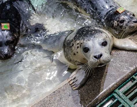 Dolphin 的图像结果