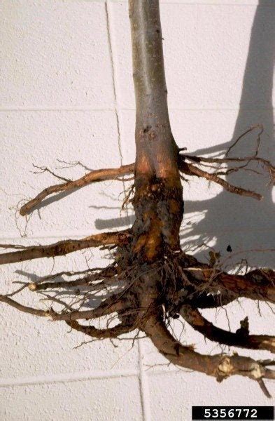 Image result for Tree Crown Rot