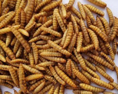 Black Soldier Fly Larvae: Benefits, Care & Storage Tips | Promeal