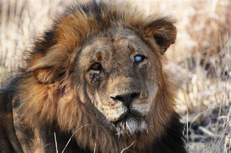 The One-Eyed Lion of Hwange National Park • Scar