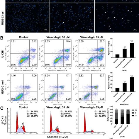 Image result for DAPI Staining 101