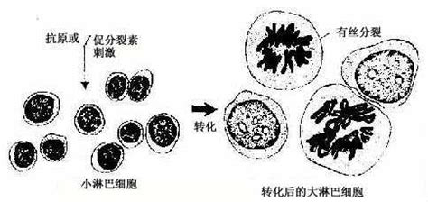 Image result for Easy Experiments with Fire