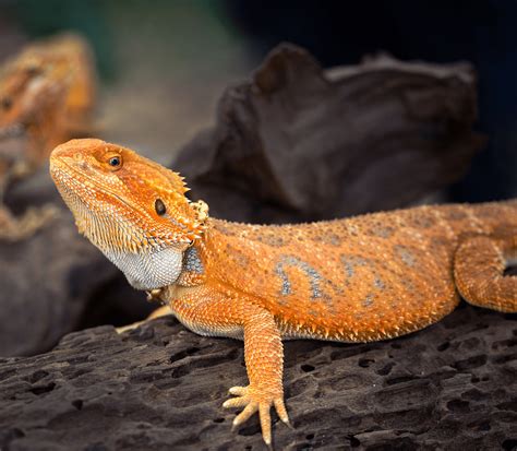 Bearded Dragon Images