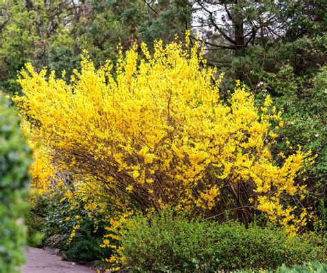 Spring Flowering Bushes For A Breathtaking Early Season Show ...