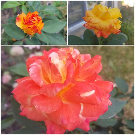 The color progression of my Rio Samba Rose! : gardening
