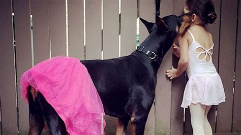 This little girl and her Doberman are the height of doggie friendship ...