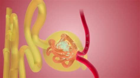 Nephron Function Animation 的图像结果