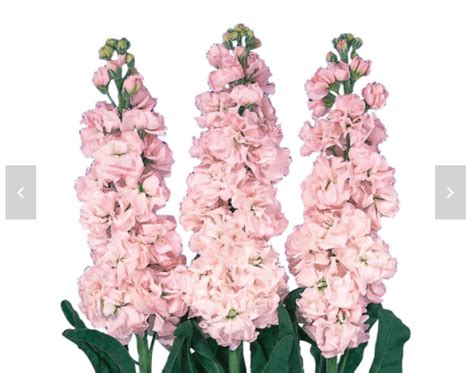 Stock Iron Cherry Blossom Flower Seeds | Buy Online India ...