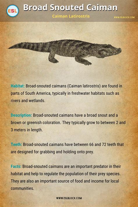All 25 types of crocodile species id guide with facts and pictures ...